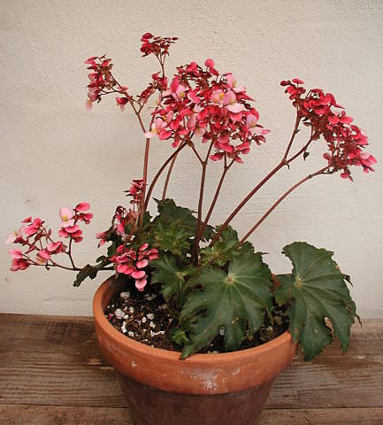 B. ‘Green Charm’